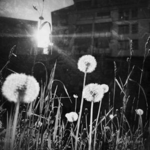 Photo project Munich Autrement